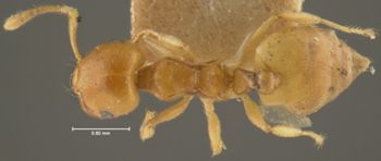 Media type: image; Entomology 9165   Aspect: habitus dorsal view